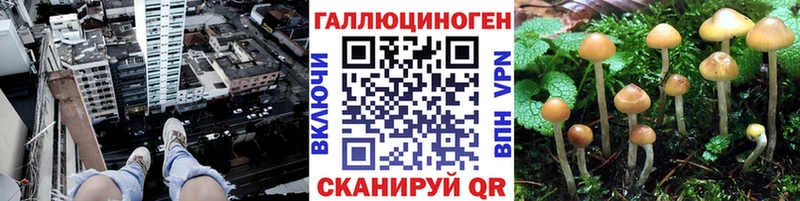 OMG   Яблоновский  Галлюциногенные грибы Psilocybe 
